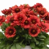Gailardia Mesa™ Red – kwitnący bukiet